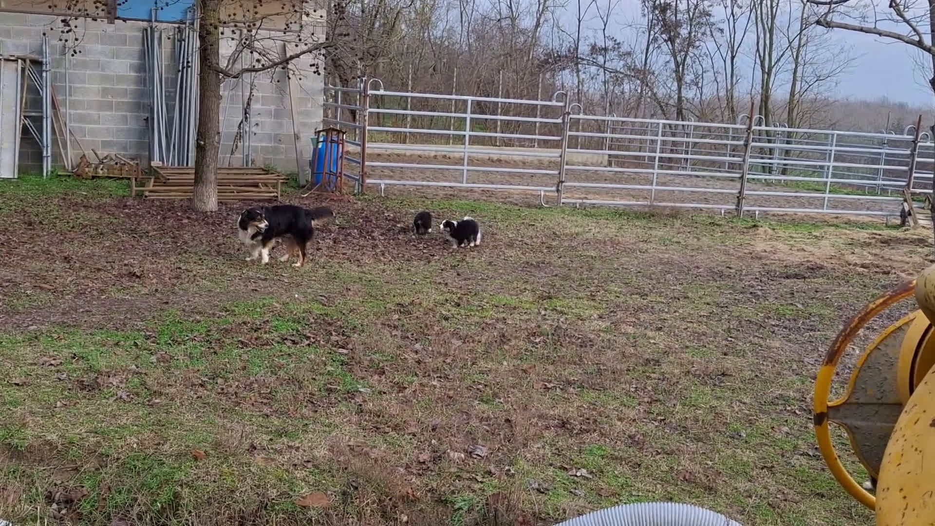 Australian Shepherd cani in vendita: Bellissimo regalo x san valentino - Video 1