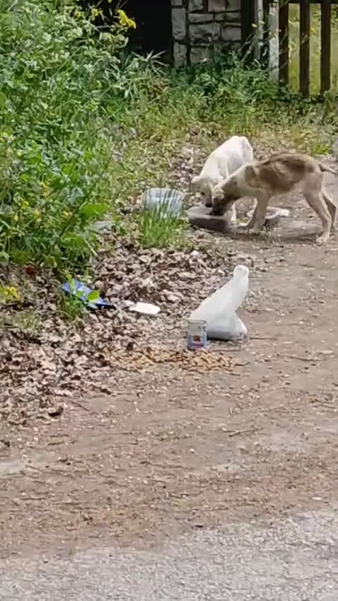 Meticcio cani in regalo:  AKI  - Video 2