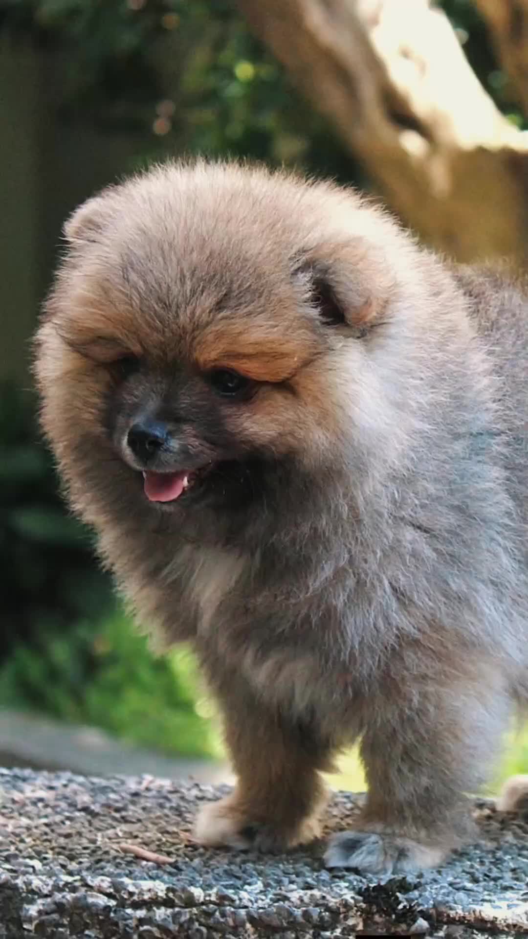 Volpino Italiano cani in vendita: Volpino Italiano Pedigree Maschio  - Video 2