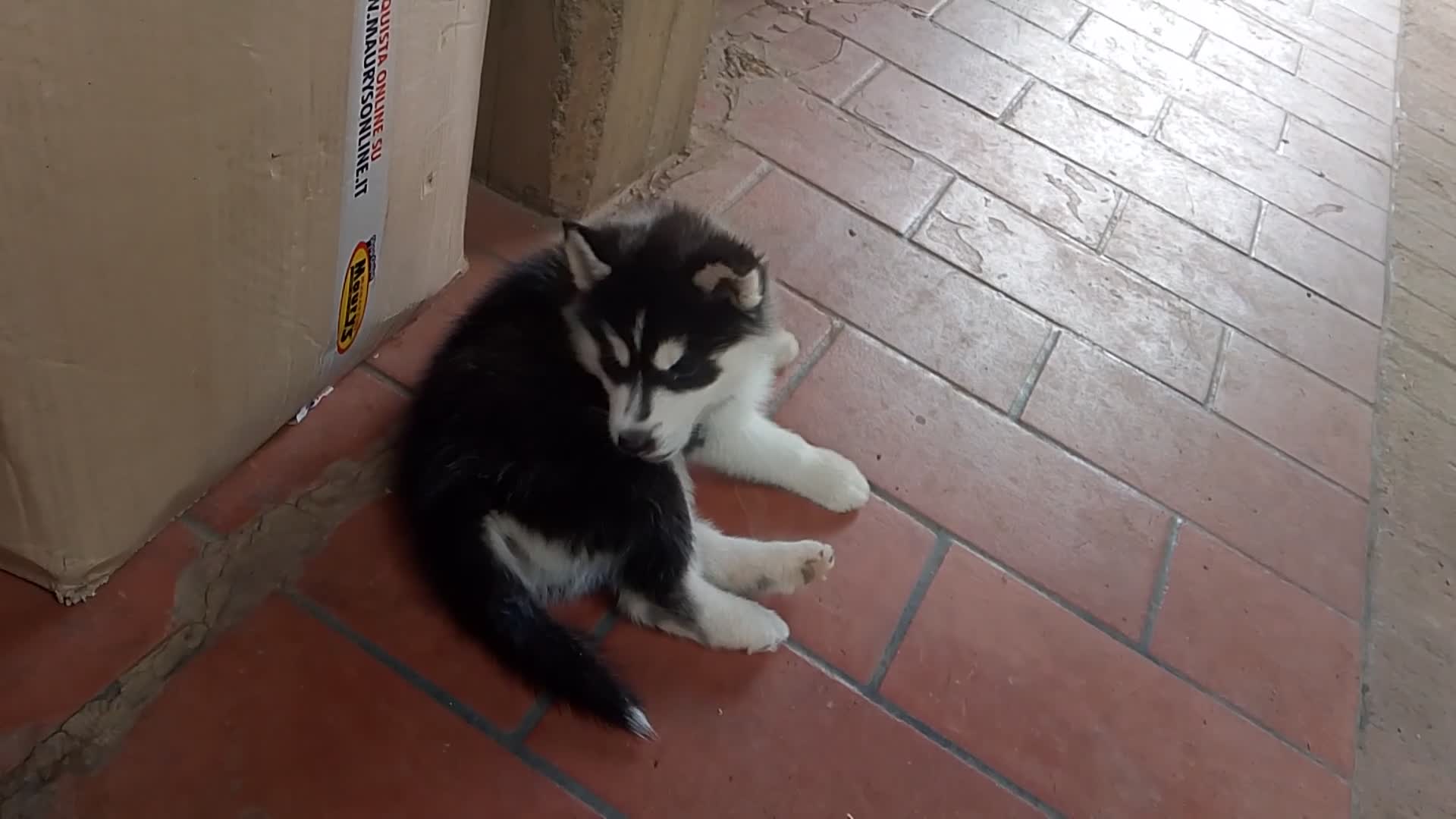 Husky cani in vendita: Siberian husky  - Video 2