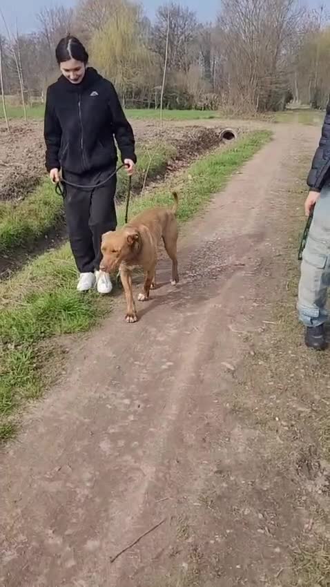 Pitbull cani in regalo: Zoro, splendido Pitbull Red Nose - Video 2