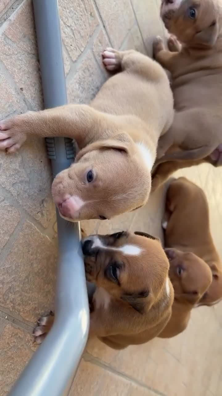 Pitbull cani in vendita: Vendesi cuccioli American Pitbull Terrier  a Città metropolitana di Palermo - Video 1