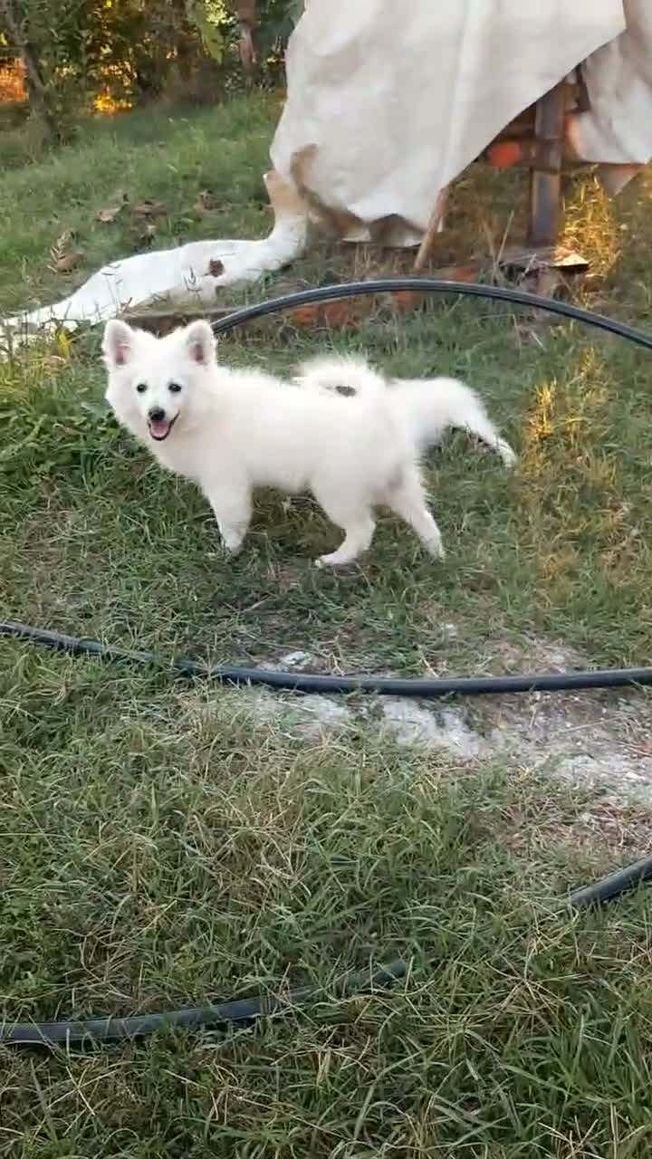 Volpino Italiano cani in vendita: Cuccioli di volpino  - Video 1