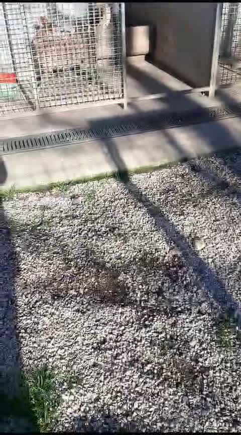 Meticcio cani in regalo: EDDY buono e tranquillo - Video 1
