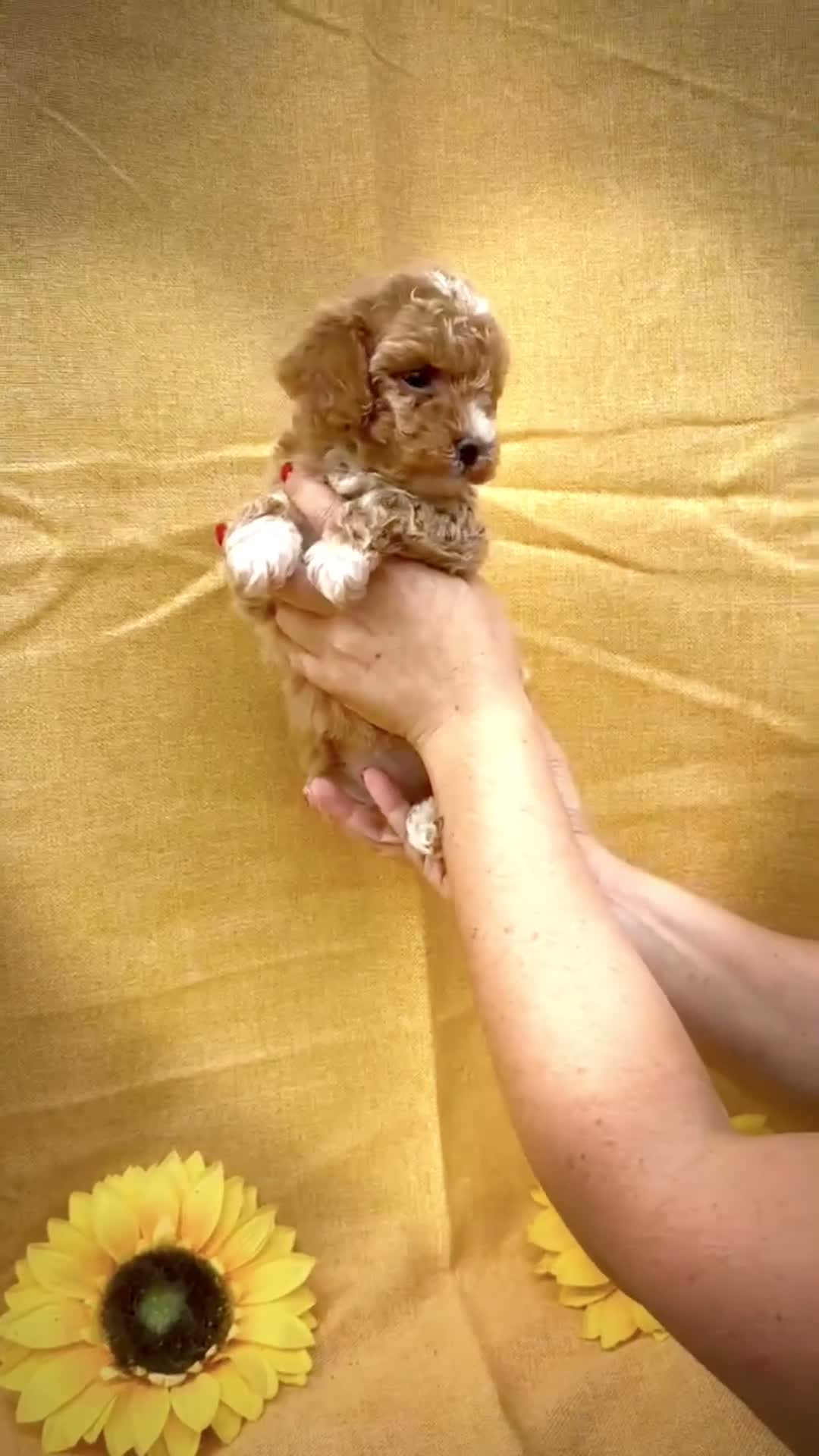 Maltipoo cani in vendita: Maltipoo  - Video 1