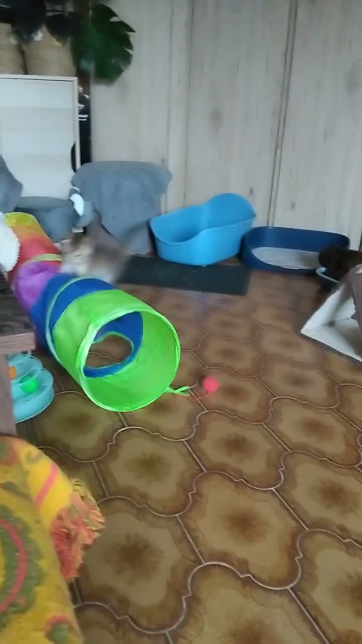 Scottish gatti in vendita: Gattini Scottish fold e Scottish straight - Video 2
