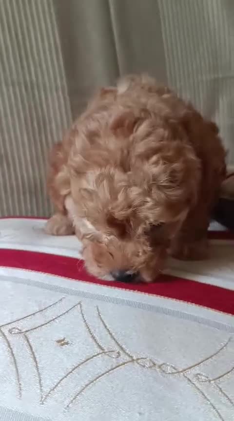 Barboncino cani in vendita: Barboncina futura piccola nana - Video 1