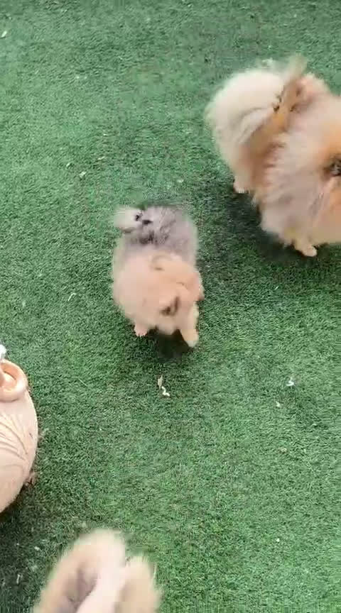 Volpino Pomerania cani in vendita: Cucciolata volpino pomerania pedigree - Video 1