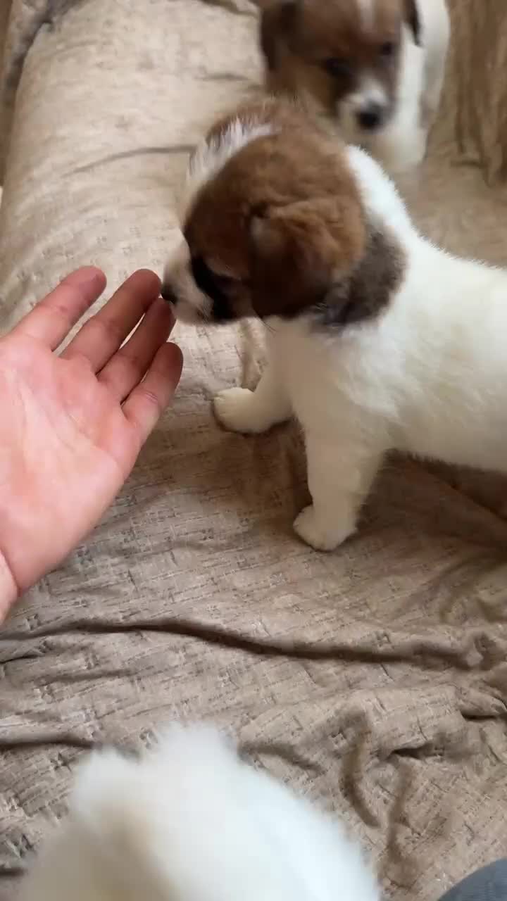 Jack Russell cani in vendita: Cuccioli jack russell pedigree - Video 1