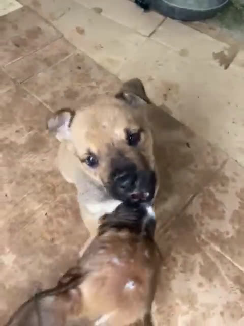 Meticcio cani in regalo: IL FANTASTICO MUFFF - Video 1