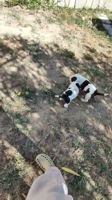 Bulldog cani in vendita: American Bulldog - Video 1