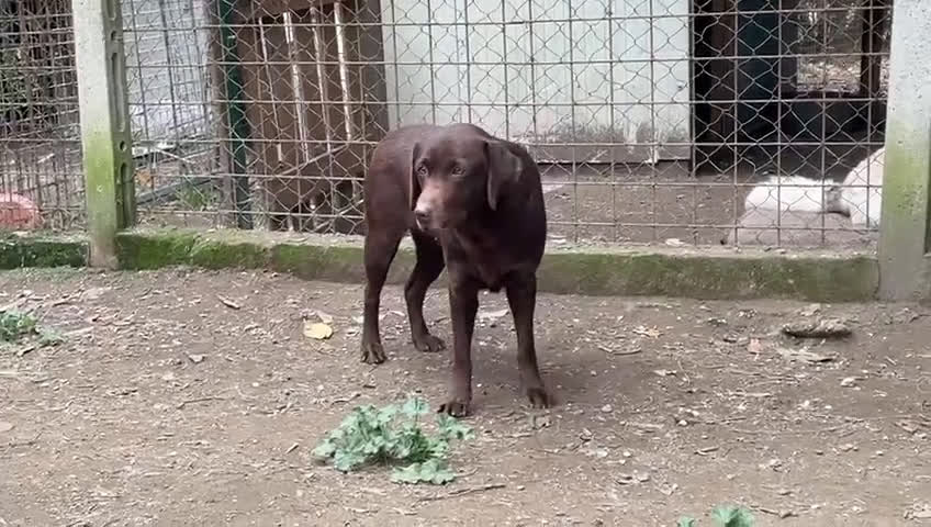 Labrador cani in regalo: KUBRA stupenda labrador cieca - Video 1