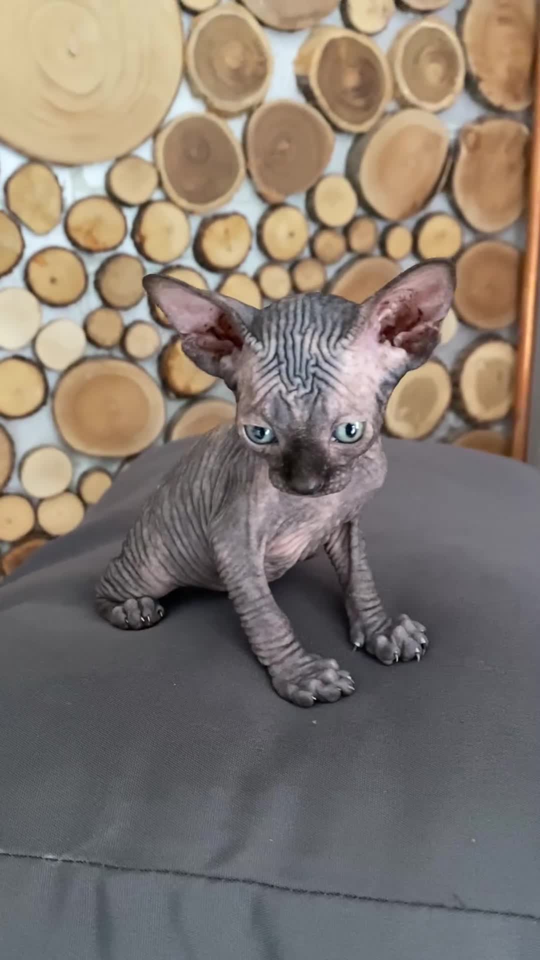 Sphynx gatti in vendita: Cuccioli Sphynks  - Video 1