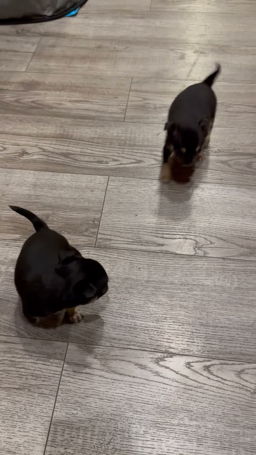 Chihuahua cani in vendita: Splendidi Cuccioli di chihuahua  - Video 1