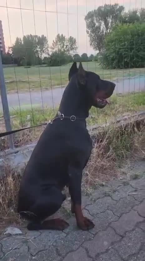 Dobermann cani in vendita: Killa di Altobello  - Video 2