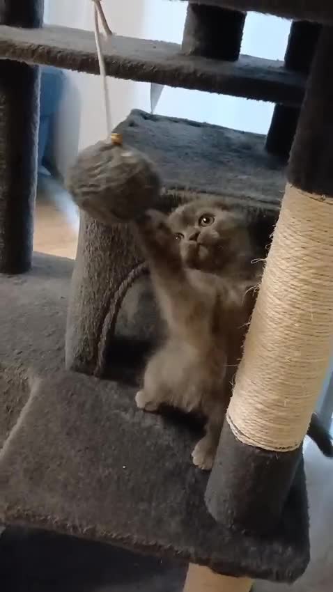 Scottish gatti in vendita: Scottish fold/straight  a Provincia di Padova - Video 4
