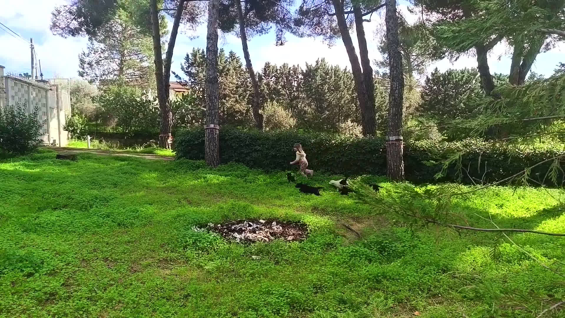 Meticcio cani in vendita: Cuccioli di Borador (Border Collie labrador) - Video 1