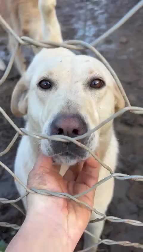Meticcio cani in regalo: Sonia splendida simil Labrador cerca casa  - Video 3
