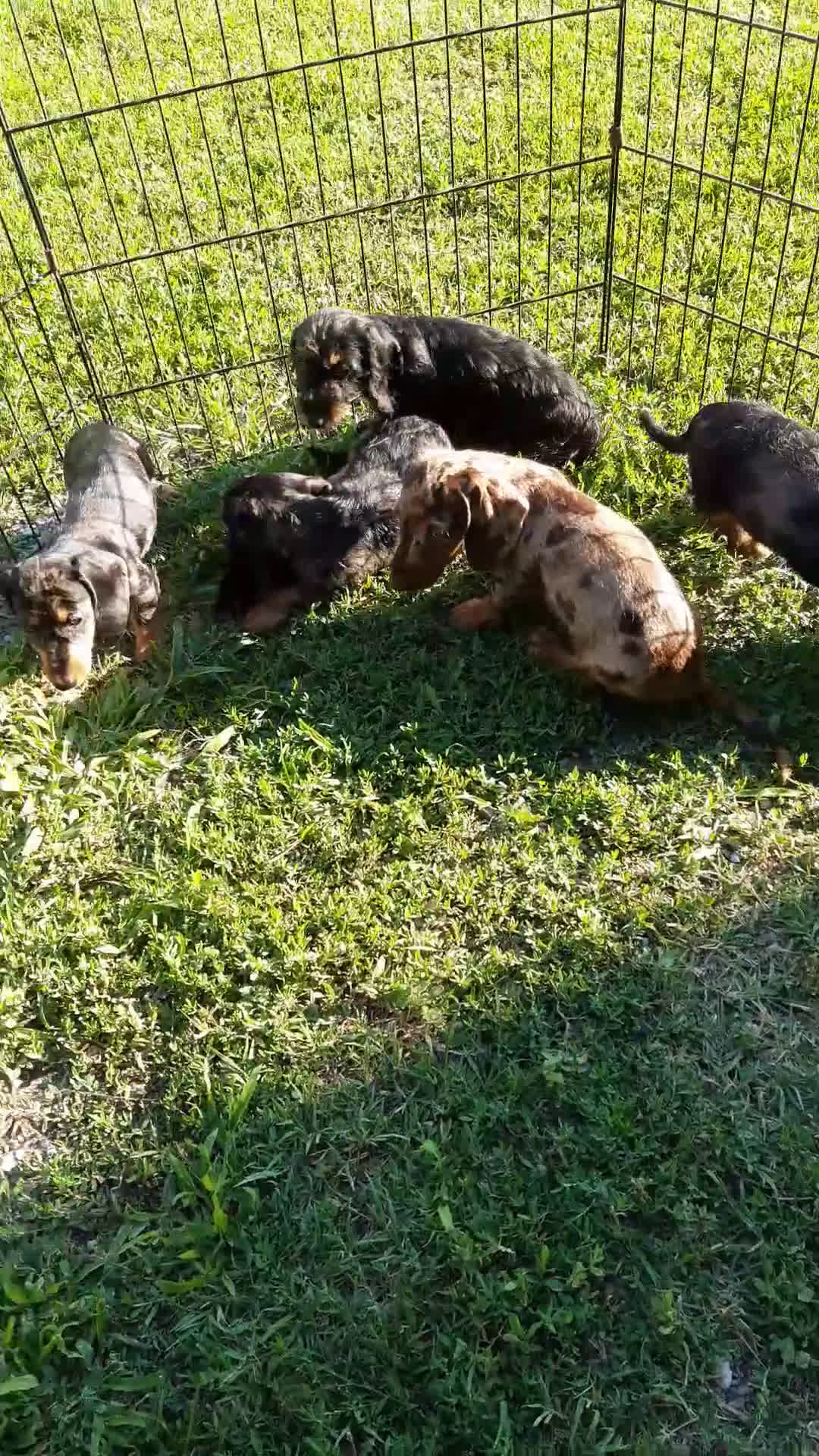 Bassotto cani in vendita: Bassotti pelo duro a Provincia di Bergamo - Video 1