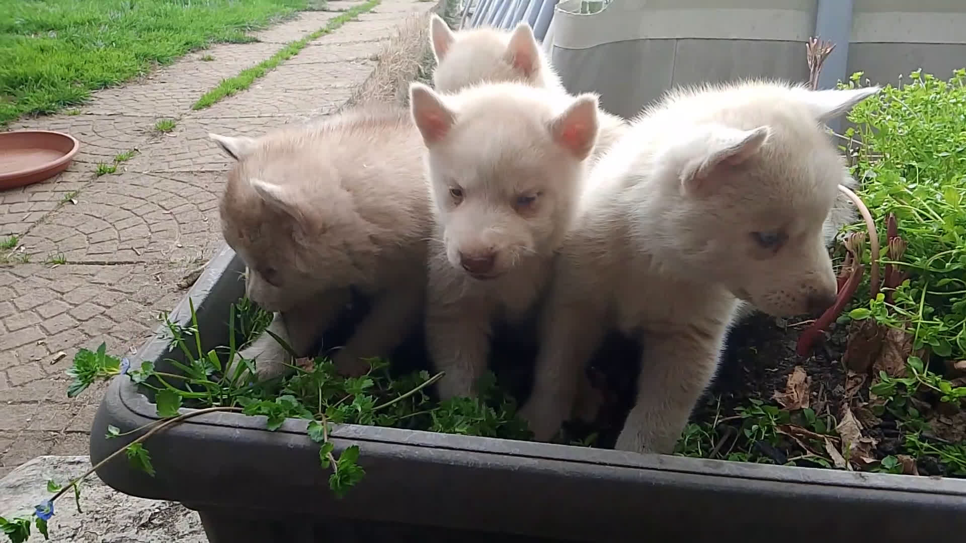Husky cani in vendita: Cuccioli di siberian husky  - Video 2