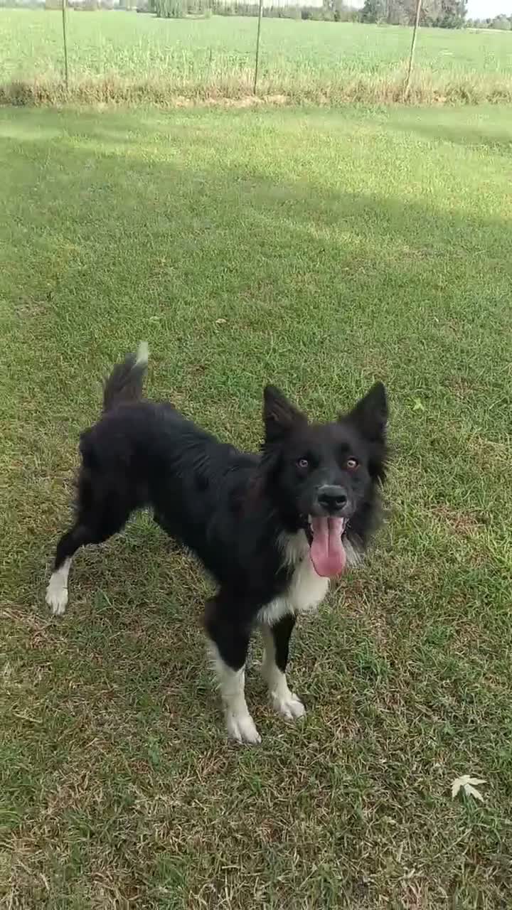 Border Collie cani per accoppiamento: Border collie Disponibile per Monte - Video 2