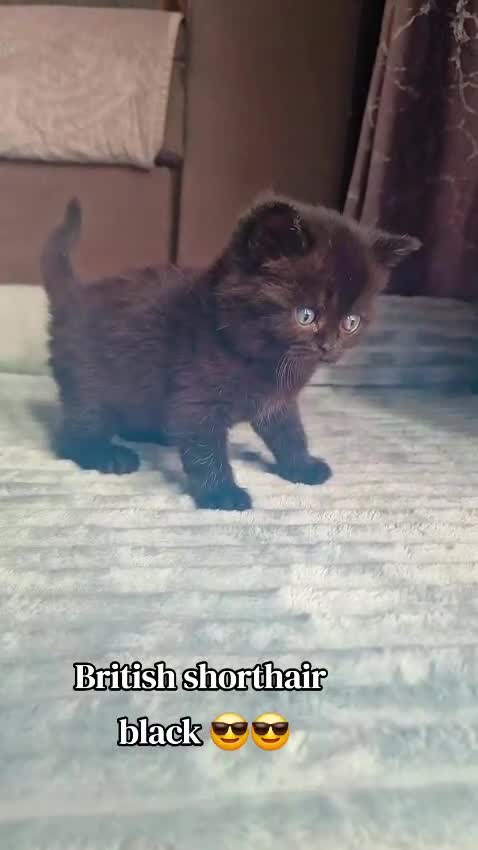 British gatti in vendita: Ultima cucciola British Shorthair Black - Video 1