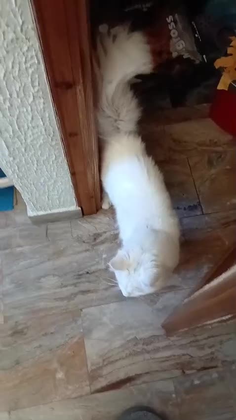 Maine Coon gatti in vendita: Main Coon bianco 8 mesi a Provincia di Pesaro e Urbino - Video 1