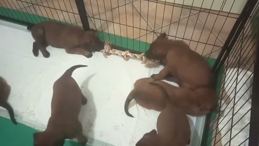 Pastore Belga cani in vendita: Cuccioli Pastore Belga Malinois Alta Genealogia a Provincia di Latina - Video 3
