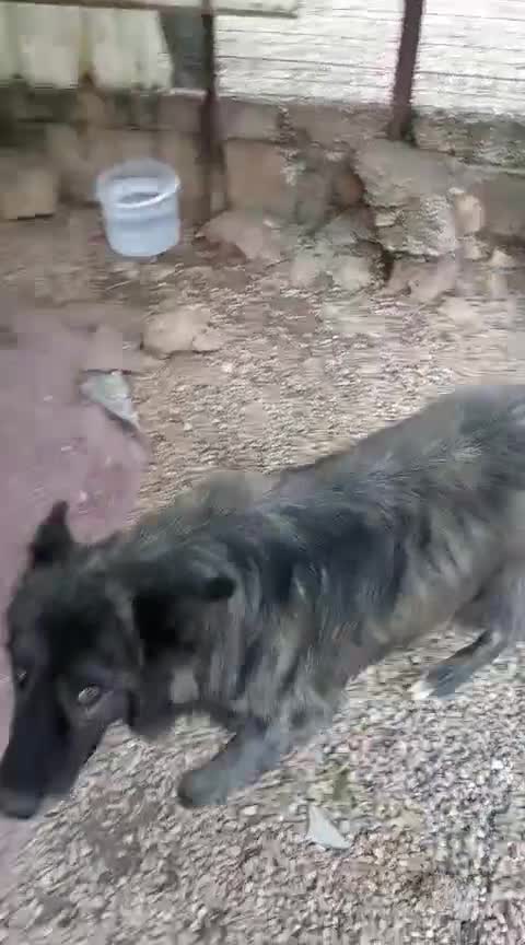 Meticcio cani in regalo: Markus bellissimo mix pastore belga a Città metropolitana di Milano - Video 1