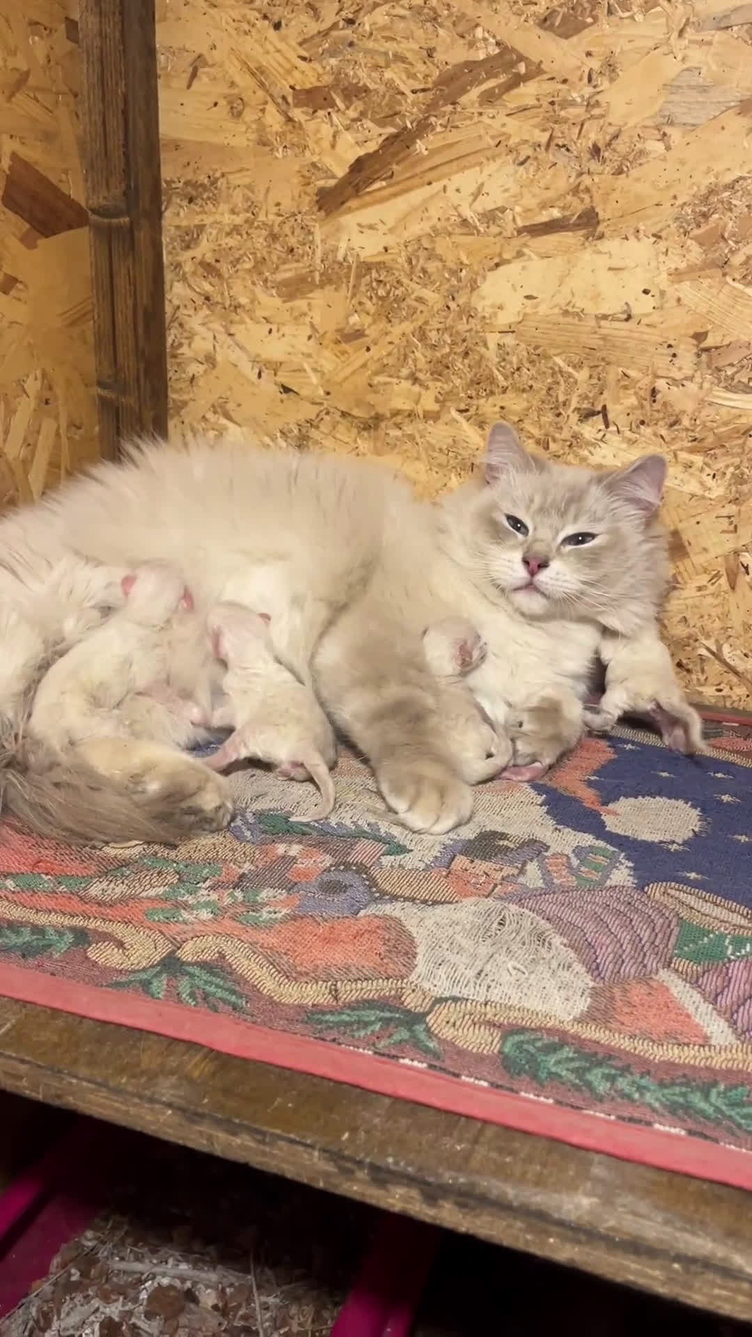 Ragdoll gatti in vendita: Ragdoll cucciolini - Video 1