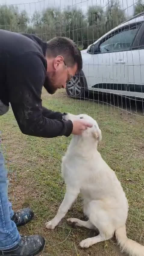 Altre razze cani in regalo: Miele - 8 Mesi - Dolce, Socievole - Video 3