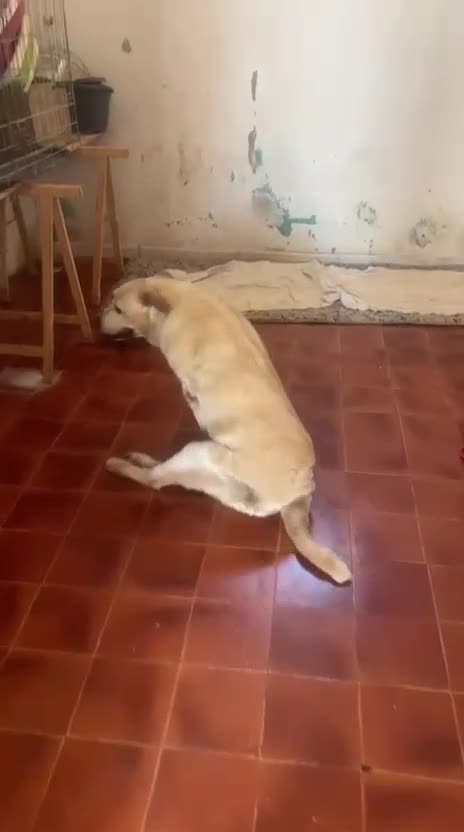 Meticcio cani in regalo: Nini 10anni INVESTITA E LASCIATA LÌ! IN CANILE.SUD - Video 1