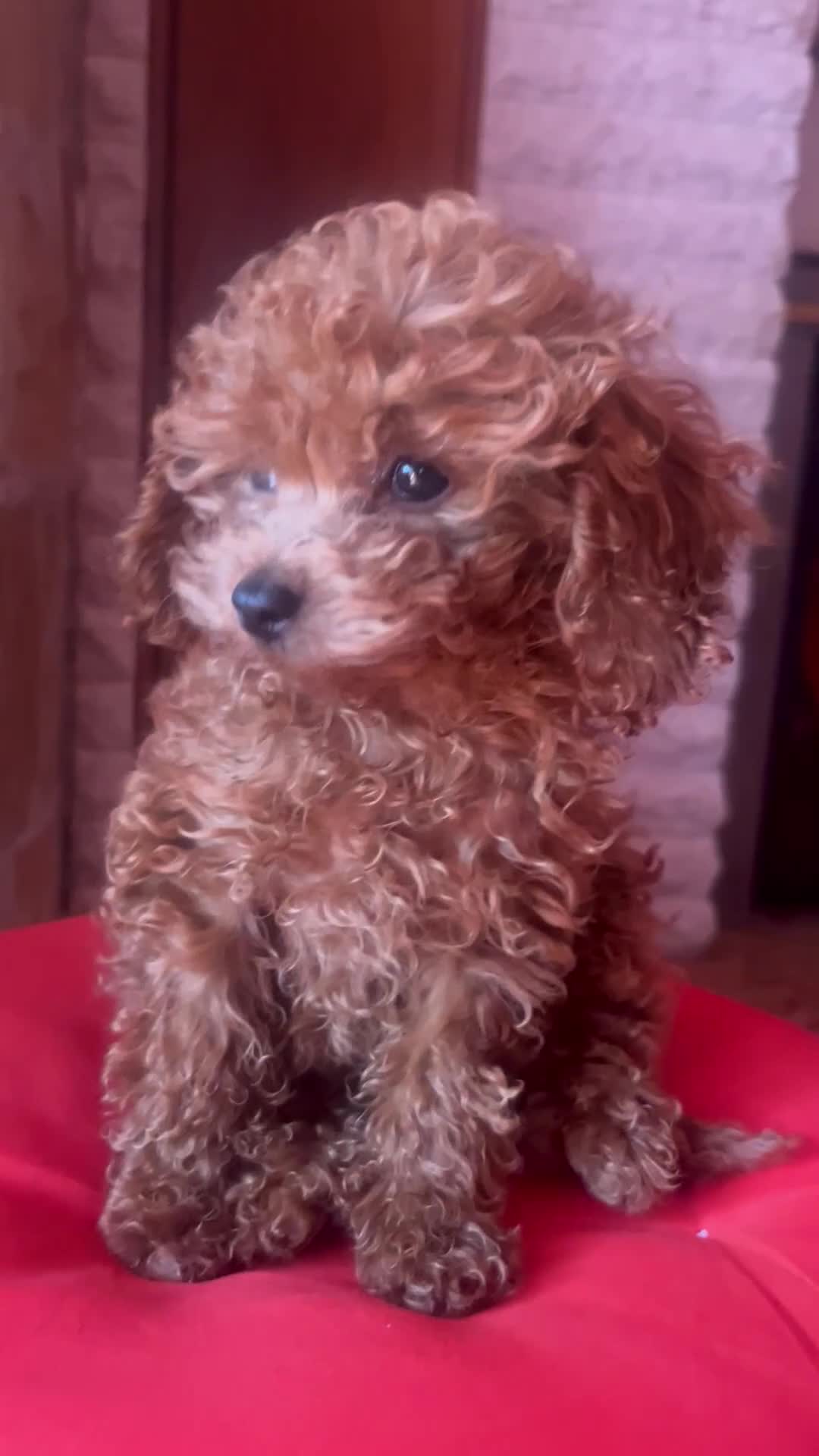 Barboncino Toy cani in vendita: Barboncino autentico mini Toy red - Video 1