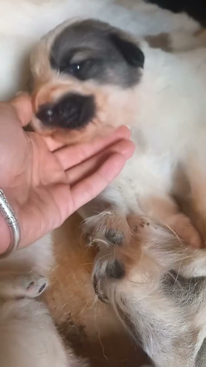Cane da Montagna dei Pirenei cani in vendita: Cuccioli di Cane da Montagna dei Pirenei  - Video 1