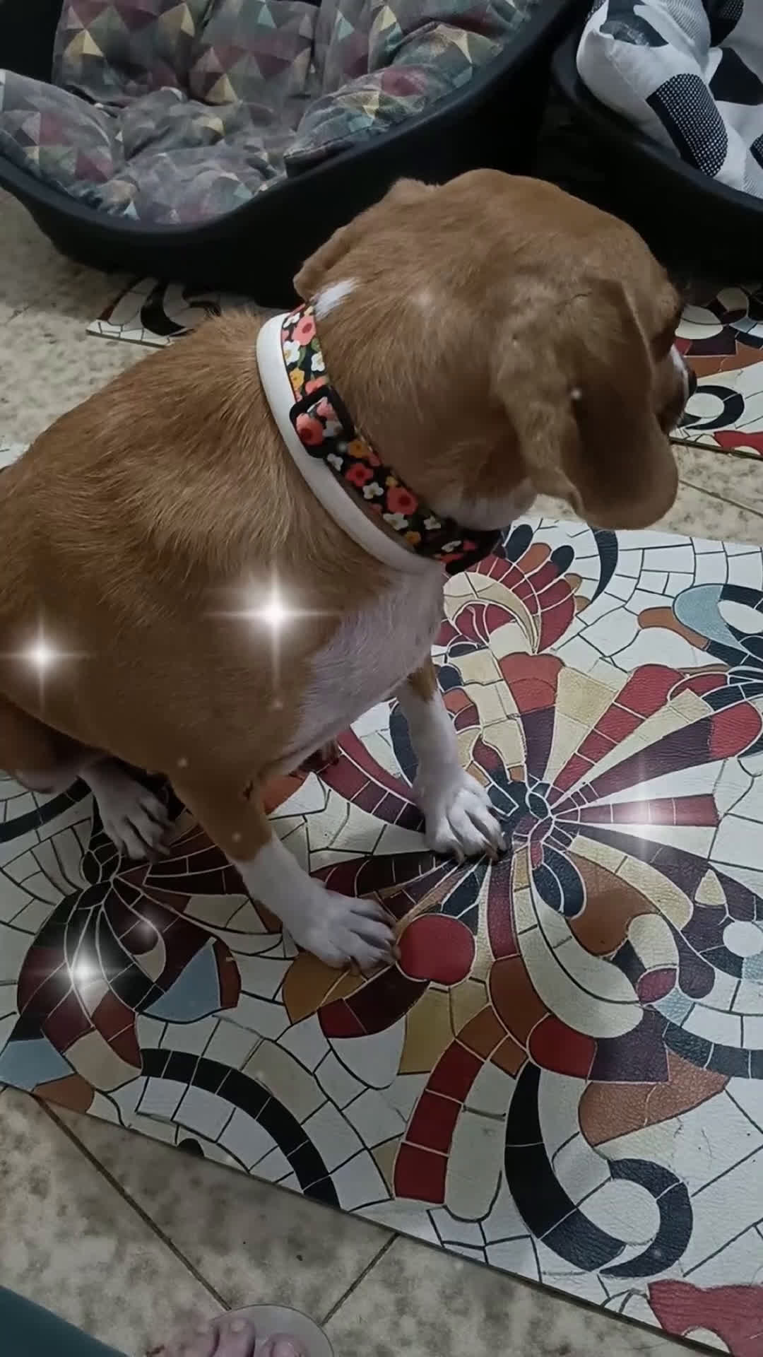 Meticcio cani in regalo: Cagnolina incrocio Beagle  a Provincia di Pavia - Video 2