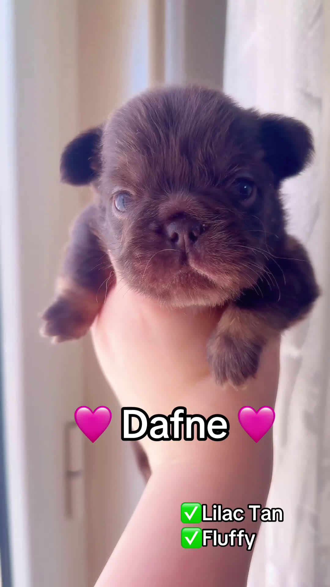 Bulldog Francese cani in vendita: Bulldog francese (Big rope) - Video 1