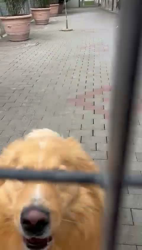 Meticcio cani in regalo: DIOR BELLISSIMO  - Video 1
