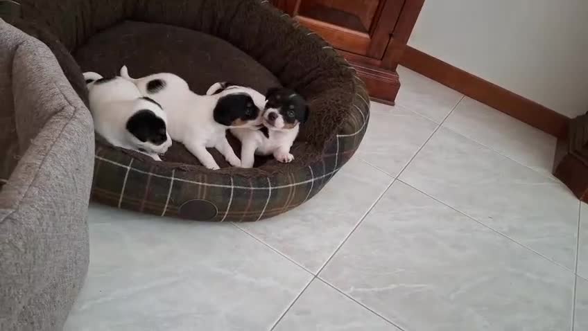 Jack Russell cani in vendita: Jack Russell Terrier a Città metropolitana di Roma Capitale - Video 1