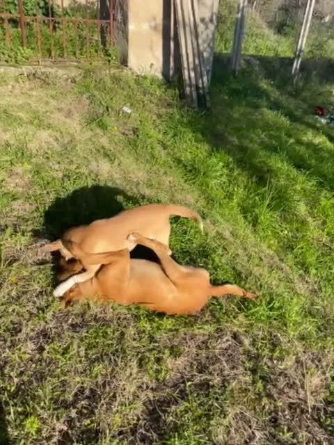 Meticcio cani in regalo: Birillo taglia piccola 3/4 anni - Video 1