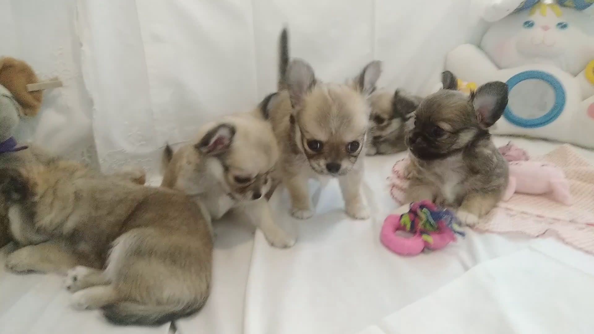 Chihuahua cani in vendita: Chihuahua Femmina a pelo lungo con Pedegree Enci  - Video 3