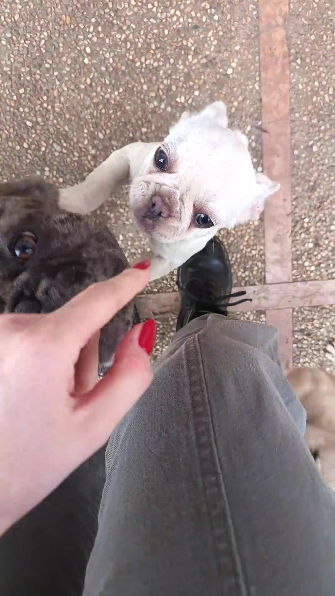 Bulldog Francese cani in vendita: Bulldog francese a Provincia di Vicenza - Video 1