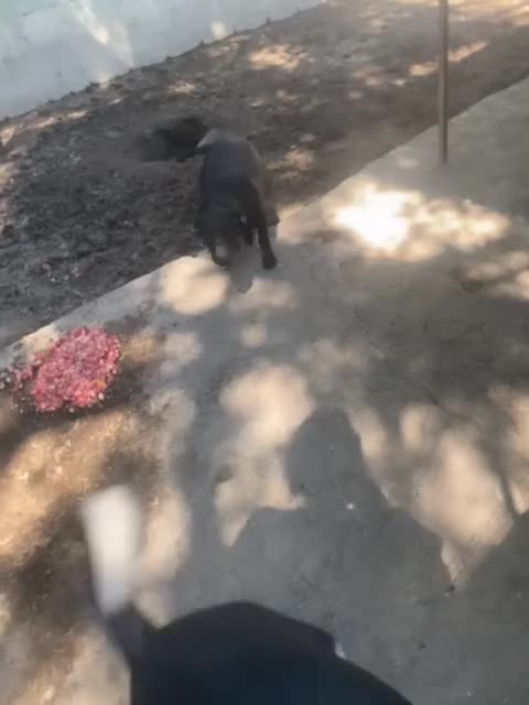 Meticcio cani in regalo: ZEUDI giocherellona e solare a Provincia di Parma - Video 1