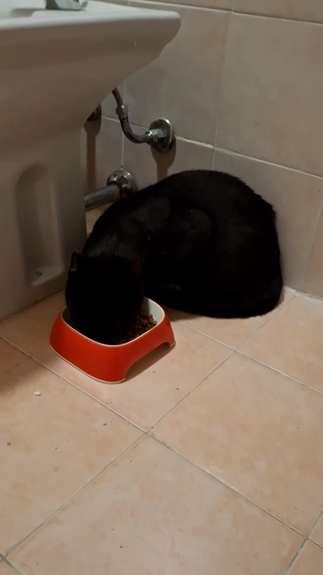 Europeo gatti in regalo: Piccolo 🐈‍⬛Salem attende la sua famiglia 💙 - Video 1