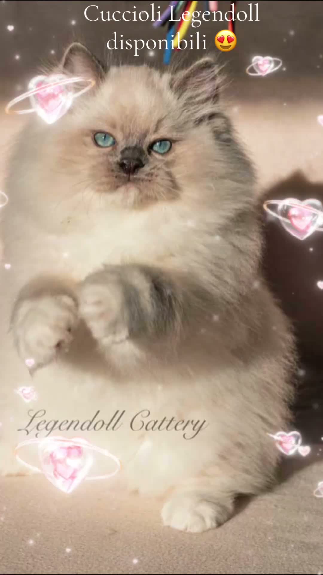 Ragdoll gatti in vendita: Bellissimi cuccioli Ragdoll - Video 1