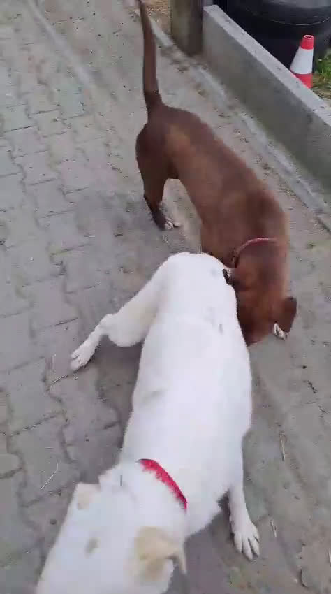 Meticcio cani in regalo: MAYA  - Video 1