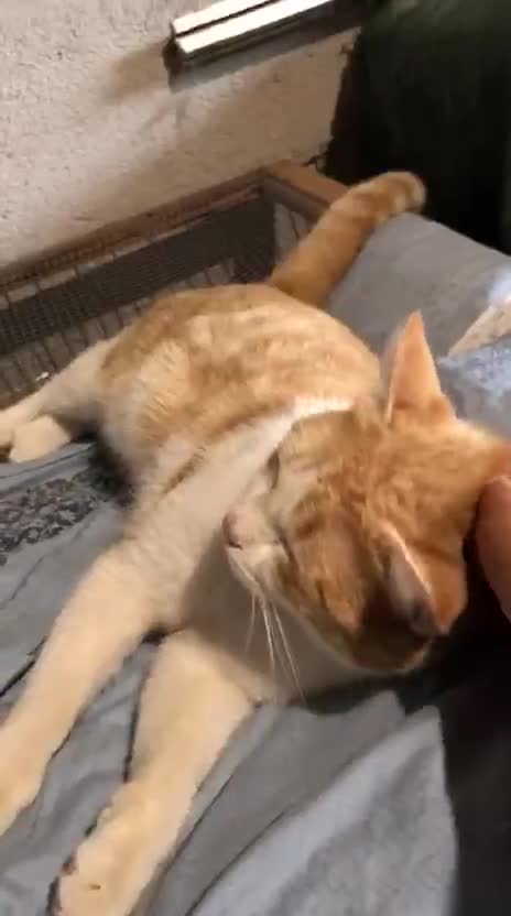 Europeo gatti in regalo: CAMILLO BELLISSIMO GATTO CERCA CASA - Video 2