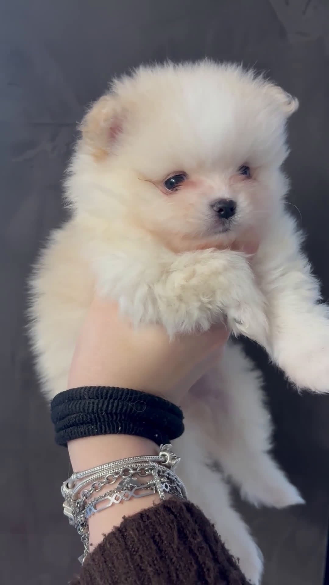 Volpino Pomerania cani in vendita: Cucciolo di Pomerania maschio - Video 1