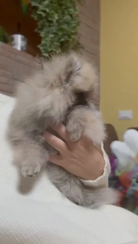 Volpino Pomerania cani in vendita: CUCCIOLA DI POMERANIA CON PEDIGREE - Video 1