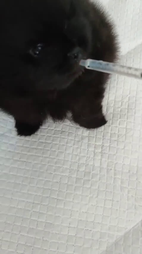 Spitz cani in vendita: SPITZ POMERANIA  - Video 3