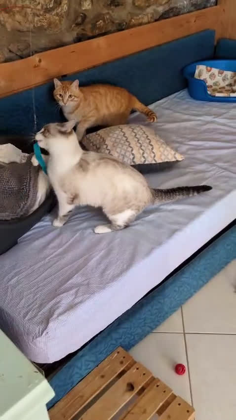 Meticcio gatti in regalo: Spritz e Bailey bellissimi mici giovanotti - Video 1